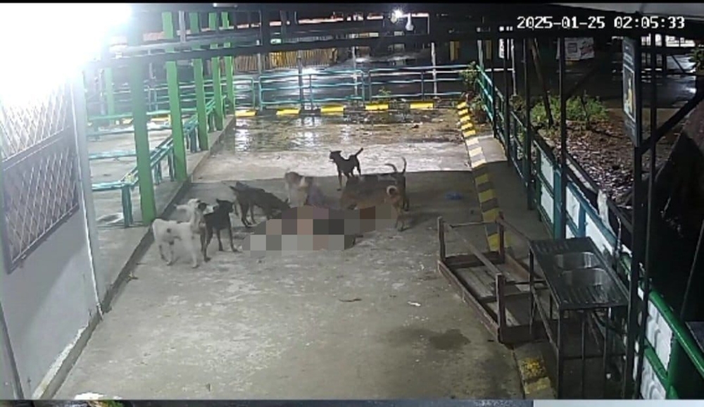 A viral video on social media shows the victim surrounded by the pack of dogs before they attacked her.