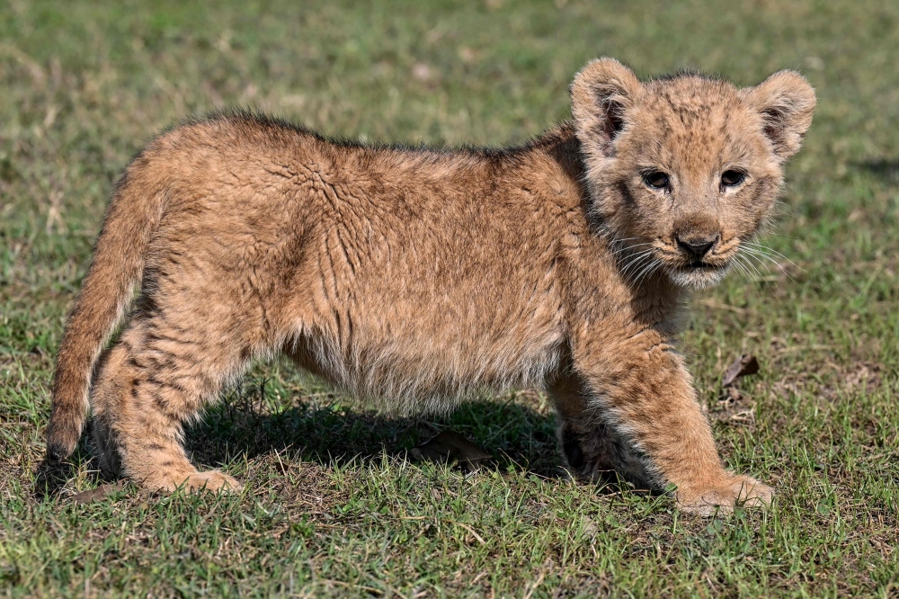 A Pakistani YouTube star who was gifted a lion cub on his wedding day has avoided jail after promising a judge to upload animal rights videos for a year. — AFP pic