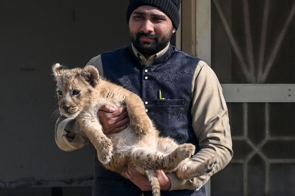 Pakistani zookeeper Mohammad Amir, holds the lion cub confiscated from YouTuber Rajab Butt. — AFP pic
