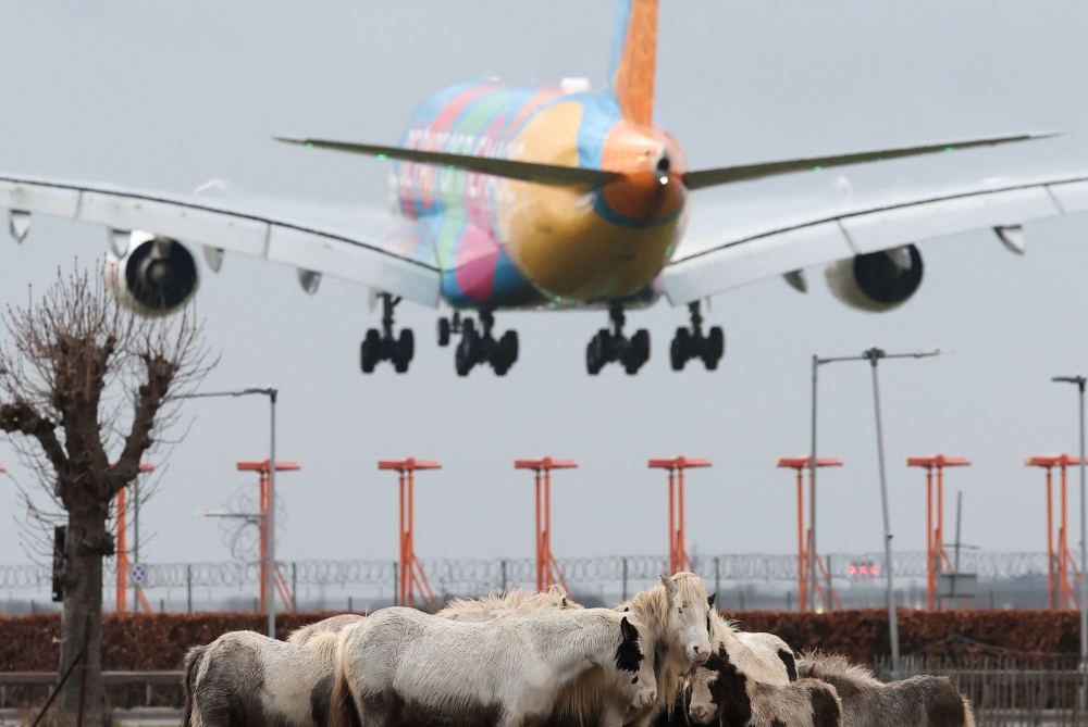 A passenger plane flies over horses in the village of Harmondsworth. — Reuters pic