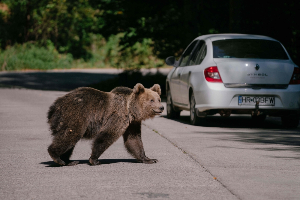 File picture of a bear waits for passing cars that might provide food, on September 29, 2023, on a road in Covasna, Romania. — Pic via AFP