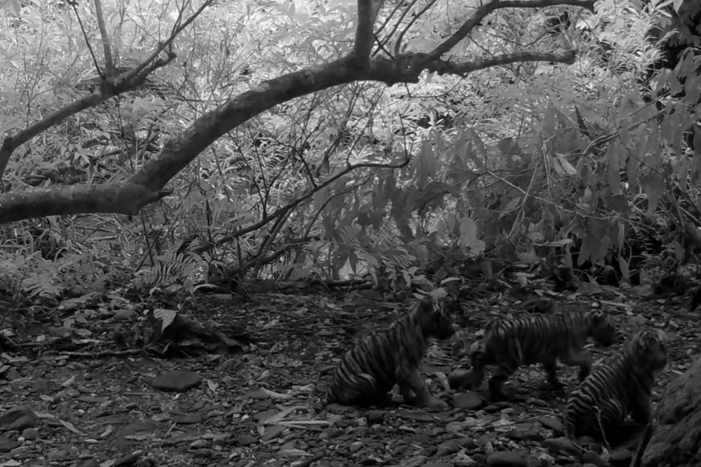 This screenshot from handout trap camera footage taken on July 11, 2024 and released on January 29, 2025 on the Facebook page of Kaeng Krachan National Park shows three Bengal tiger cubs in Kaeng Krachan National Park. — AFP pic/Kaeng Krachan National Park