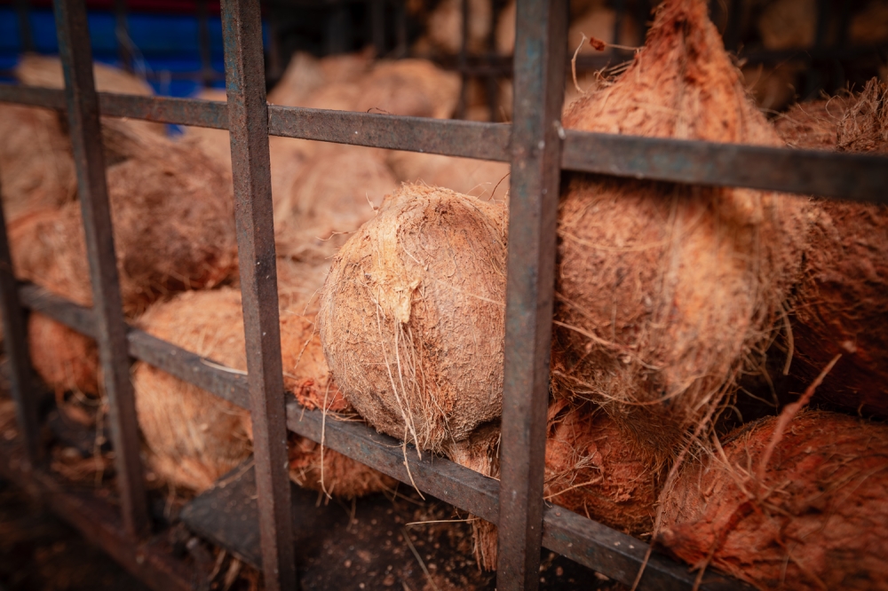 Dehusked coconuts stored in a metal crate at a facility in Semenyih on January 16, 2025. — Picture by Raymond Manuel
