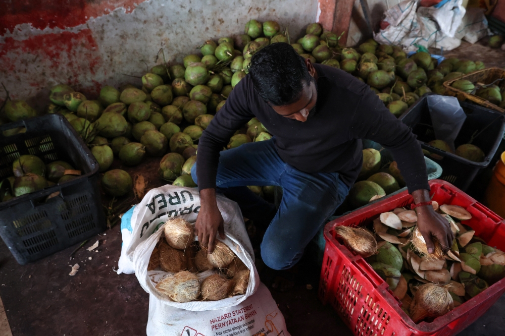 A worker from Anba Coconut Trading Sdn Bhd arranges the supply of coconuts, which has significantly decreased compared to last year, at their business premises in Lorong Abu Siti, George Town. — Bernama pic