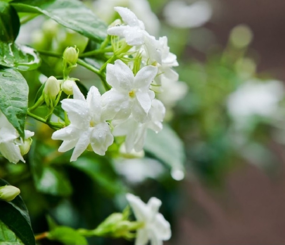 The price of jasmine, which is used in prayers as well as a decorative hair adornment, has also soared due to the high demand. — AFP pic