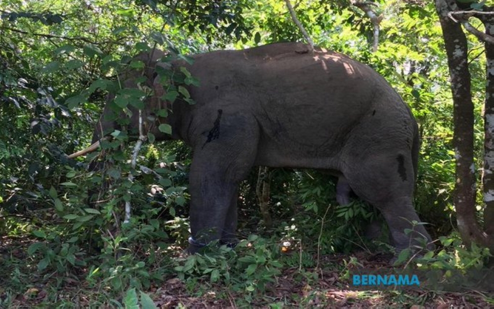 The Perak Department of Wildlife and National Parks (Perhilitan) is actively conducting operations to track down a herd of wild elephants that reportedly damaged homes and crops in Kampung Orang Asli Talang, Pos Perwor, early yesterday. — Bernama pic