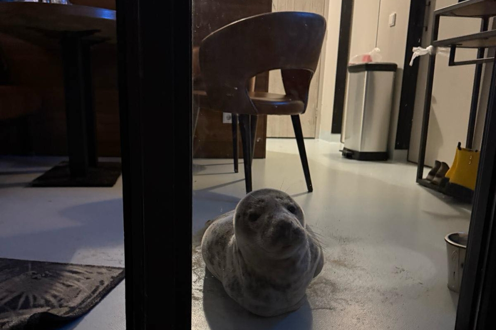 Despite their relatively placid appearance, seals can become aggressive and bite if provoked. — Picture from Facebook/Stichting Dierenwelzijn Zeeland