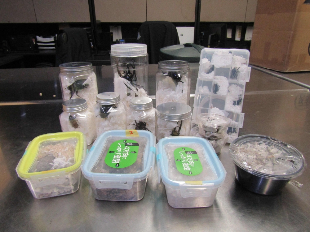 This undated handout photo released by US Customs and Border Protection (CBP) on February 5, 2025 shows beetles that were found concealed inside of multiple packages of Japanese snacks at Los Angeles International Airport. The live creepy crawlies, which were up to five inches (13 centimetres) long, were concealed among potato chips, chocolate and other goodies at Los Angeles International Airport last month. — US Customs and Border Protection pic via AFP