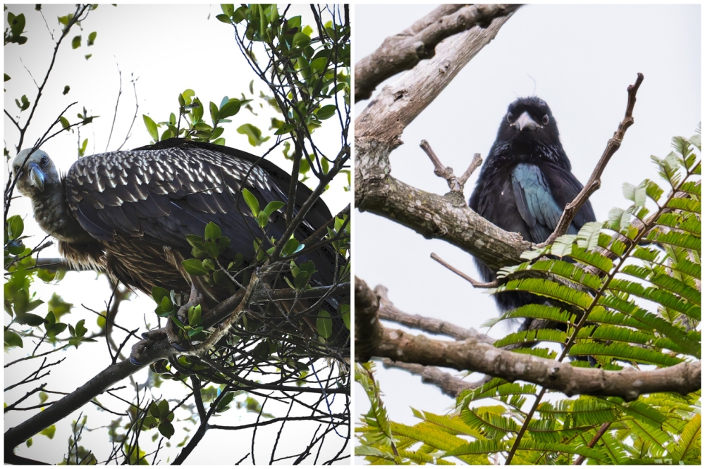 The Himalayan griffon (left) and hair-crested drongo were recently spotted in Singapore. — Picture from Facebook/Daniel Ong and Bai Qw