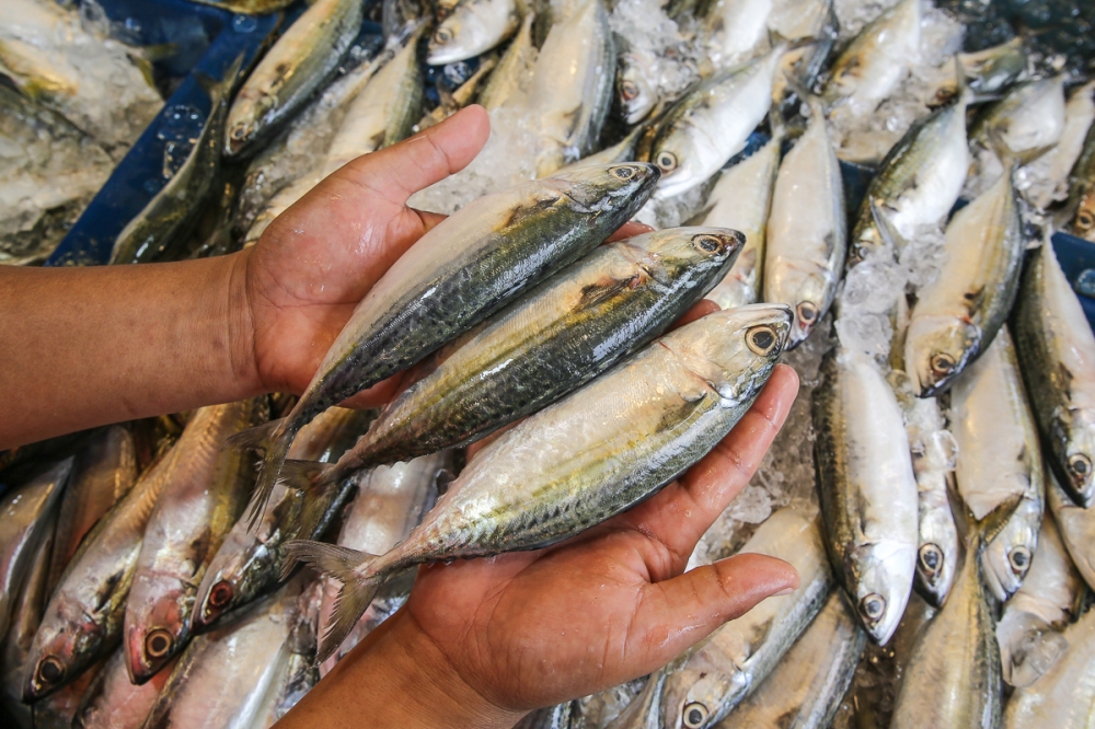 Previously abundant in Malaysia, many fish species, including ‘ikan kembung’ (Indian mackerel) are now declining in its waters and in the markets. — Picture by Yusof Mat Isa