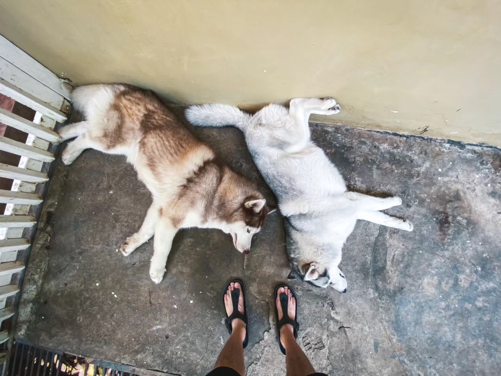 Sky the husky (left, with his owner's other dog and his owner inset) is safely at home after its adventuring. — Picture via Facebook/Skythehusky