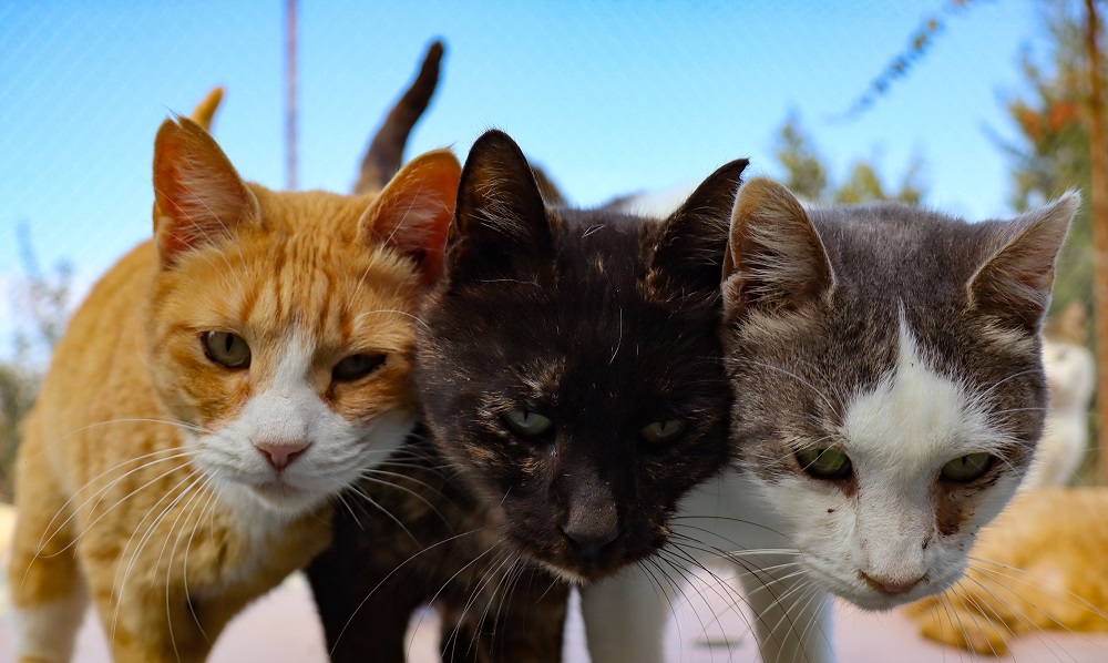 An undated file photograph shows a trio of stray cats. — AFP pic