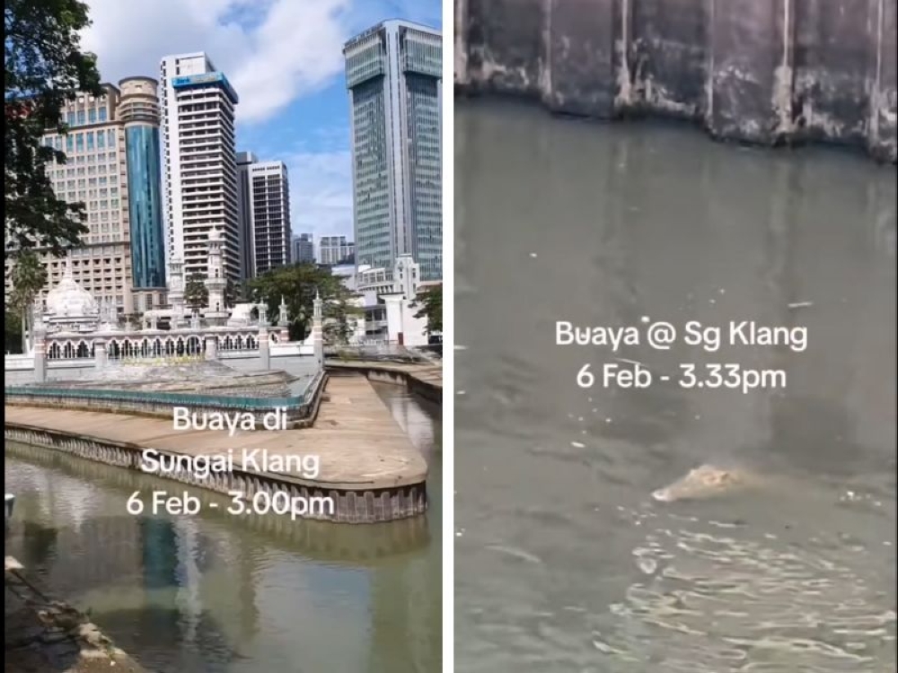 A composite video screenshot shows a crocodile, reportedly measuring at least eight feet long, surfacing in the river near Masjid Jamek in Kuala Lumpur on February 6, 2025. — Picture from Facebook/Ben Harry