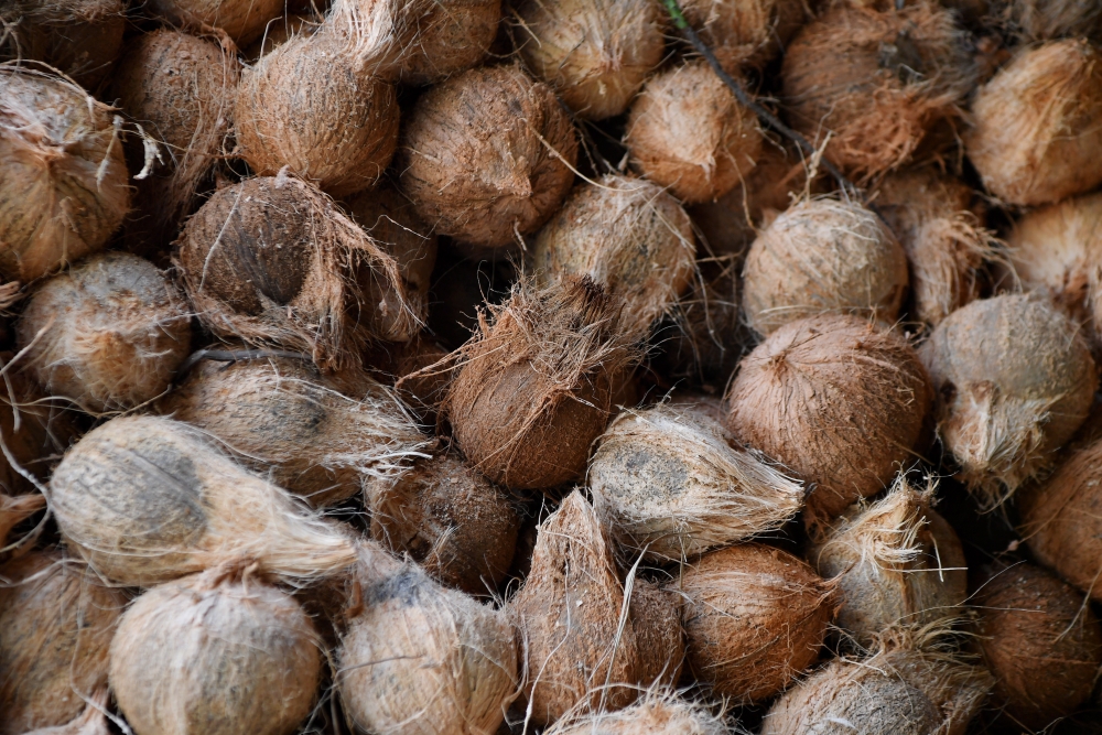 The Federal Agricultural Marketing Authority (Fama) expects the coconut supply in Kelantan will be sufficient for the upcoming Ramadan and Hari Raya Aidilfitri celebrations. — Bernama pic