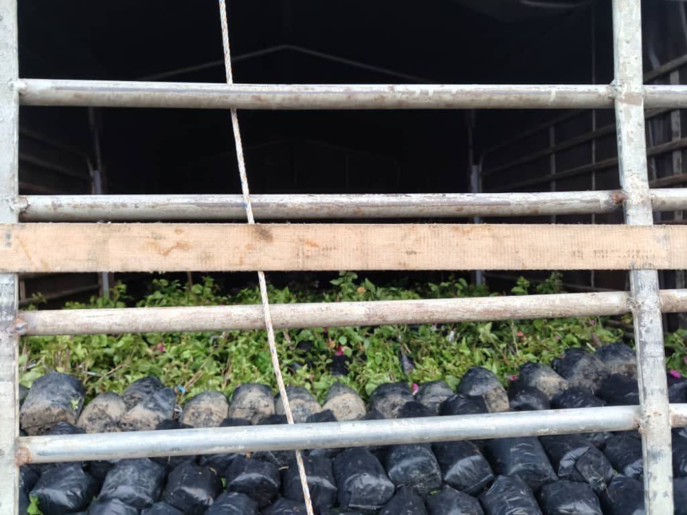 Part of the more than 7,000 undocumented bougainvillea plants seized by GOP from a lorry at a roadblock in Lalang Pepuyu. — Picture via Facebook