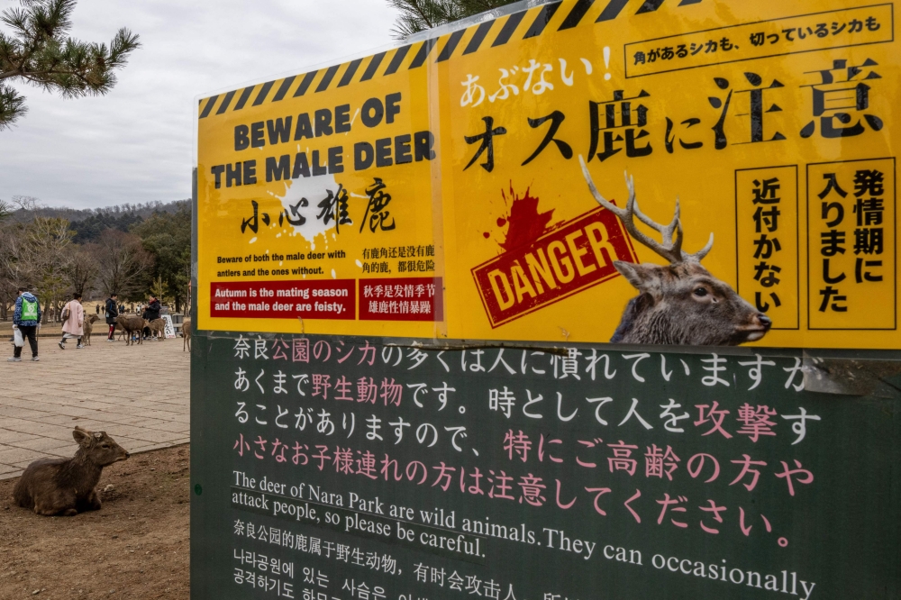 A deer rests next to a sign warning visitors about male deer at Nara Park in Nara on January 27, 2025. — AFP pic