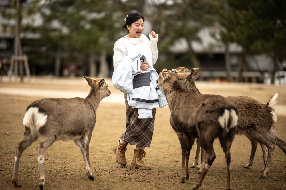 A visitor interacts with deer at Nara Park in Nara on January 27, 2025. — AFP pic