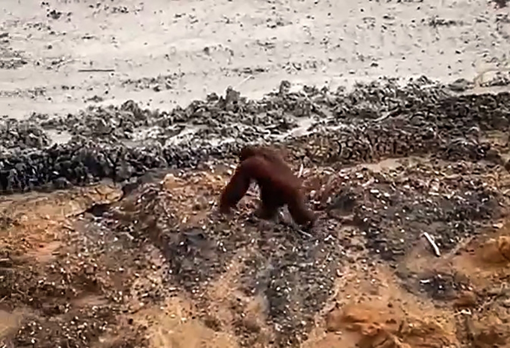 This screen grab taken from video released by Ahmad Baihaqi shows a critically endangered orangutan walking in a coal mine in Borneo's East Kutai regency of East Kalimantan province on January 27. — AFP pic