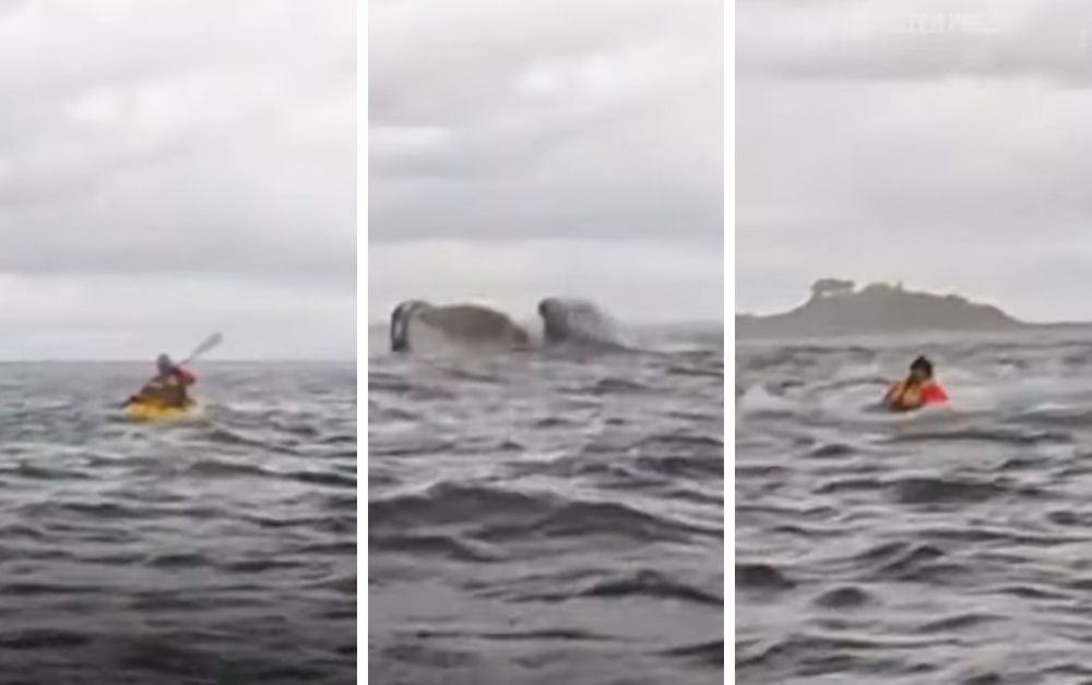 A humpback whale briefly swallowed a kayaker in southern Chile, before spitting him out unharmed, an amazing escape that was all captured on video. — Screencap via YouTube/Associated Press