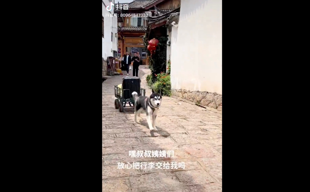 Hardworking husky Hakimi has been bringing in the TikTok views and guests to its owner's homestay business. — Douyin screenshot