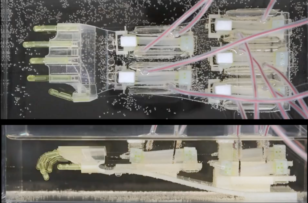 Scientists  from the University of Tokyo and Waseda University have developed a biohybrid hand that is powered by bundles of thin human muscle tissue, which can individually control fingers through tendon-like cables. — Picture from X/Science Robotics