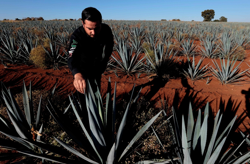 An agave producer checks a plantation, raw material for tequila production, at the outskirts of the municipality of Tepatitlan, Jalisco State, Mexico, on February 2, 2025. — AFP pic
