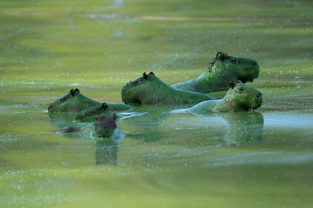 Capybaras (Hydrochoerus hydrochaeris) are covered in bright green slime due to cyanobacteria in the waters of the Salto Grande lake, an artificial body of water made by the hydroelectric dam on the Uruguay River, near Concordia, Entre Rios, Argentina on February 13, 2025. — AFP