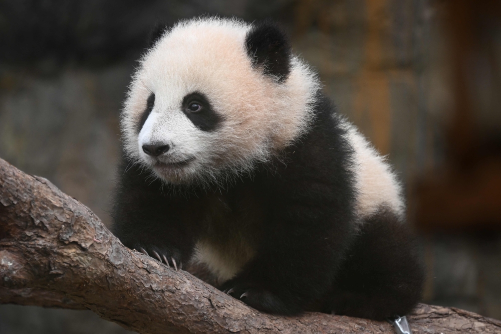 One of the twin panda cubs, the first ever born in Hong Kong, is seen in their enclosure at Ocean Park. — AFP pic