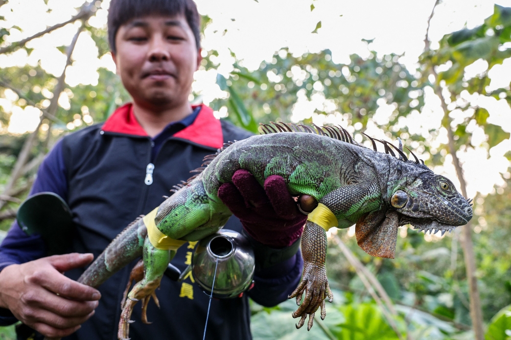 A government-hired hunter holding up a captured iguana in Pingtung. — AFP pic