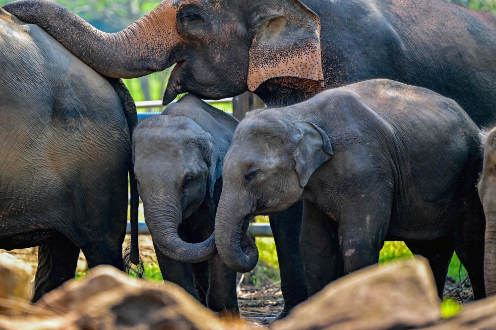 Elephants in the orphanage. — AFP pic