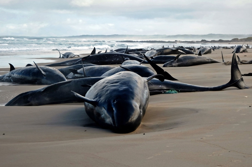 A handout photo taken and released on February 19, 2025 by the Department of Natural Resources and Environment Tasmania shows dolphins stranded on a beach near Arthur River on the west coast of Tasmania.