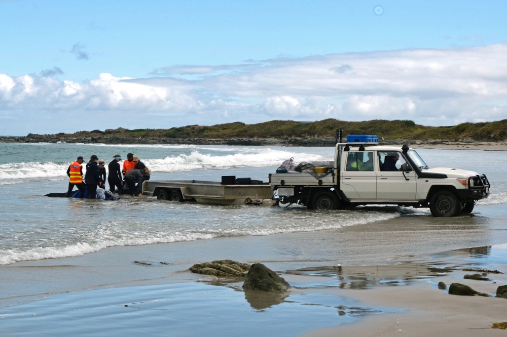 A handout photo taken and released on February 19, 2025 by the Department of Natural Resources and Environment Tasmania shows officials working on dolphins stranded on a beach near Arthur River on the west coast of Tasmania.