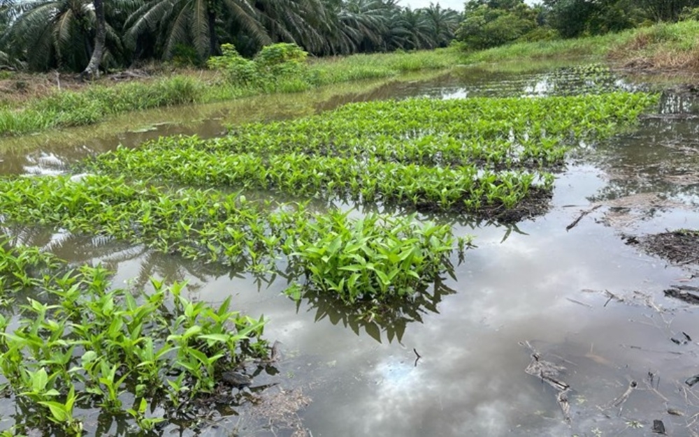 About 80 per cent of crops were damaged in the recent floods, which had severely impacted the planters’ income in Miri. — The Borneo Post pic 
