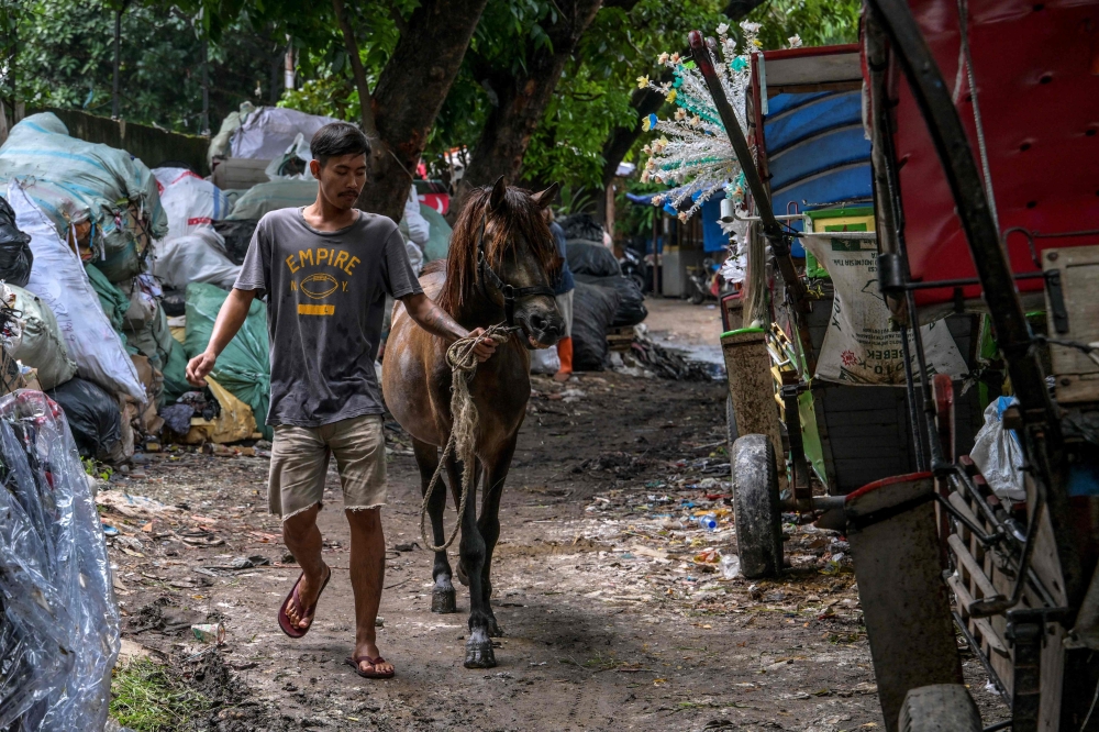 A horse carriage driver brings his horse to be cleaned in a vacant lot used as a horse stable and carriage parking lot in Jakarta. — AFP