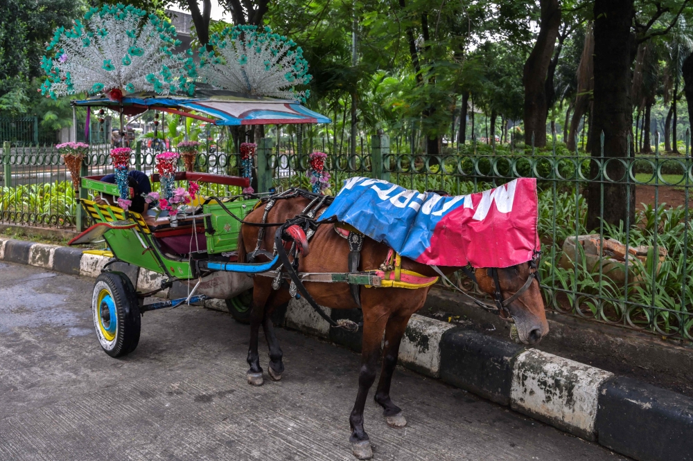 A horse-drawn carriage driver lies down while waiting for passengers near the National Monument (Monas) park in Jakarta. — AFP