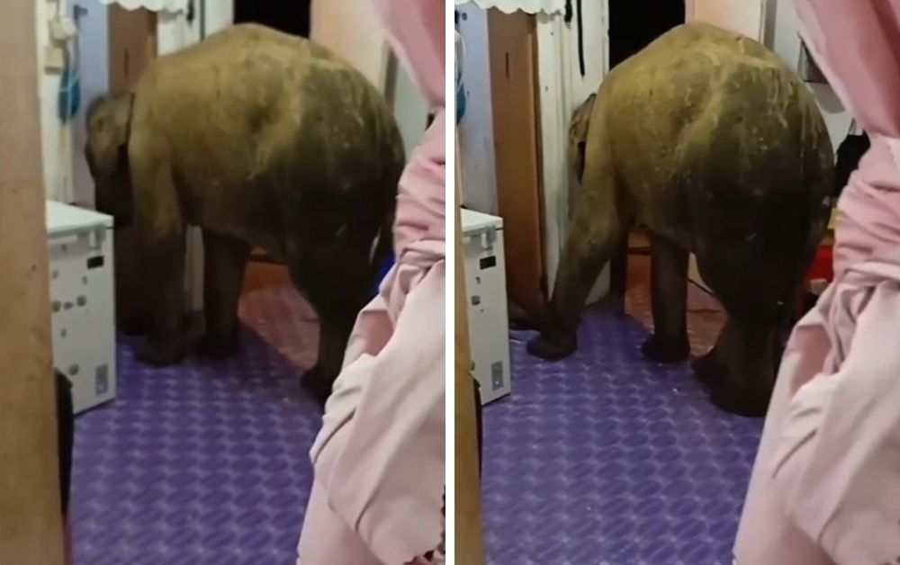 A Borneo pygmy elephant calf was caught rummaging through a worker’s quarters in Bukit Batu Kalabakan, Tawau, in an apparent search for food. — Video screencaps via social media