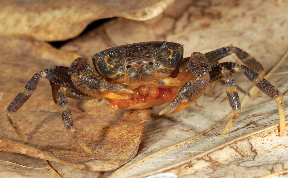 The Singapore Freshwater Crab measures just 2-3cm and feeds on plant detritus under rocks or leaf litter in undisturbed forest streams. — Picture from Facebook/NParks
