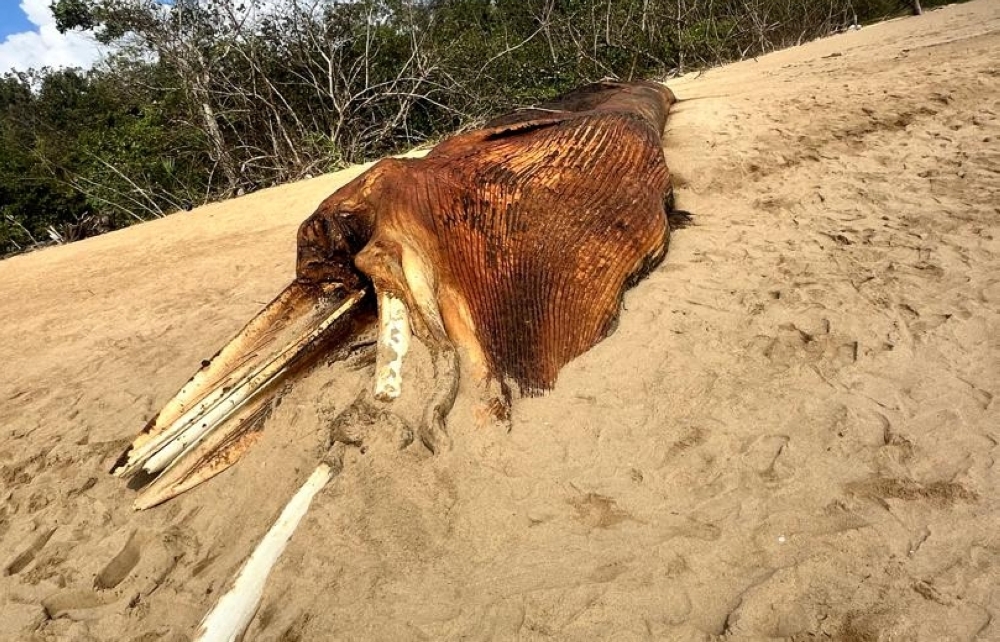 The whale carcass is pictured on Sungai Miang Beach in Pekan, Pahang. — Fisheries Department pic