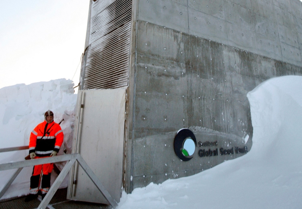 A doomsday vault storing food crop seeds from around the world in man-made caves on a remote Norwegian Arctic island will receive more than 14,000 new samples. — Reuters pic