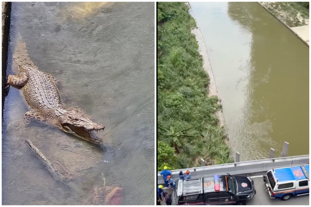 The crocodile was first spotted in a river near the Mid Valley Megamall. — Picture from Facebook