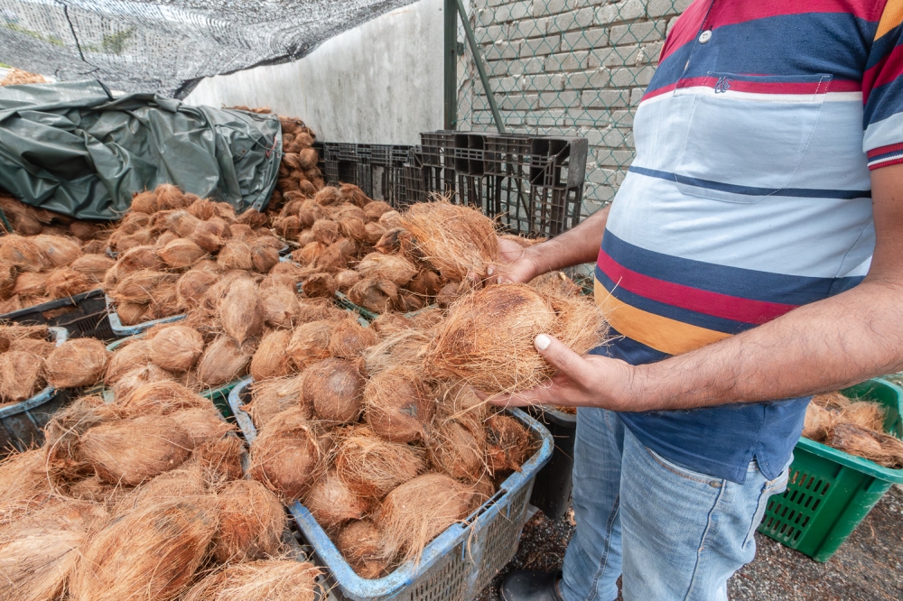 An employee looking at dehusked coconuts at a coconut storage facility in Semenyih in this file picture dated January 16, 2025. — Picture by Raymond Manuel