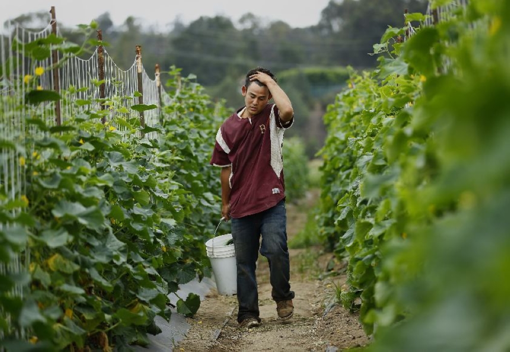 Some 42 per cent of more than two million people working on farms in the United States lack the documents that would allow them to work legally – File pic by Reuters
