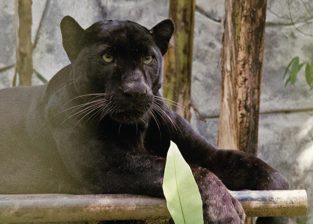The panther had proven elusive after three years of attempting to catch it after complaints from residents. — Picture from Facebook/Zoo Negara Malaysia 