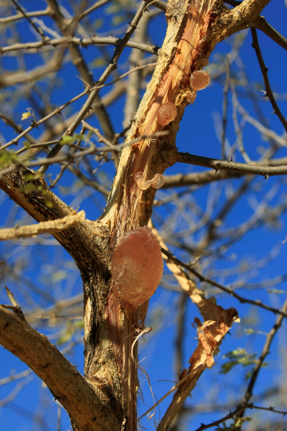Gum arabic is seen on an acacia tree in the western Sudanese town of El-Nahud. — Reuters pic