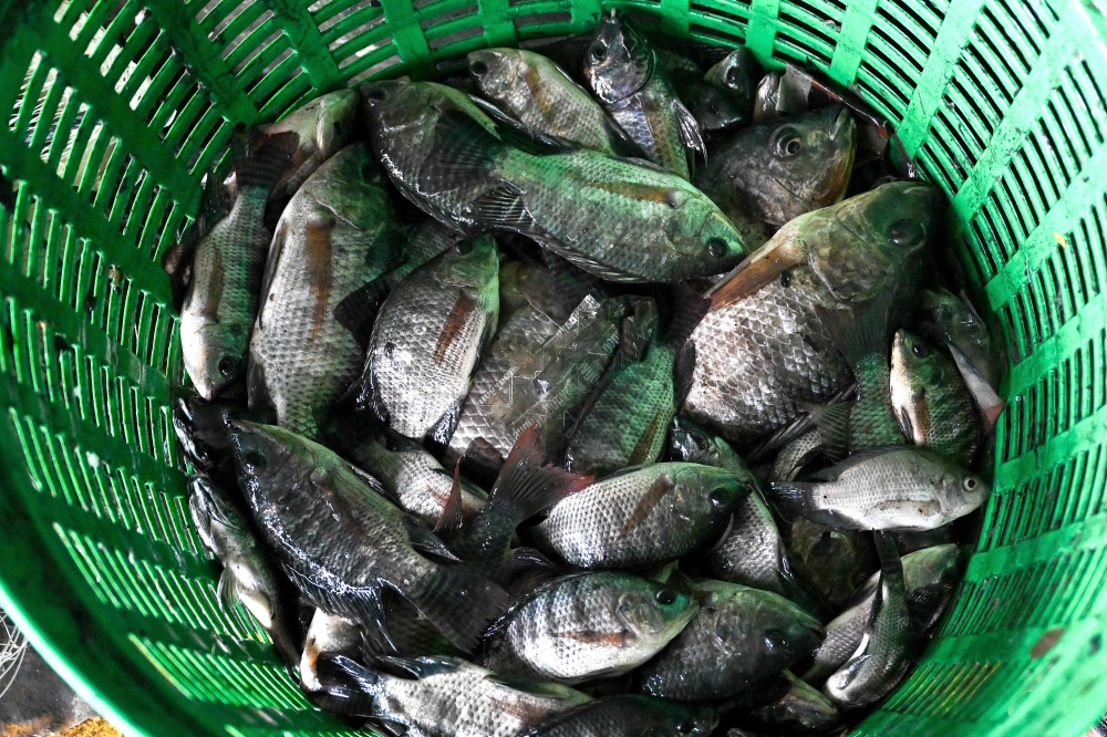 A Thai court on Tuesday accepted a class-action lawsuit filed by hundreds of fishermen seeking US$73 million in damages from an agribusiness giant over invasive blackchin tilapia, a representative of the Thai lawyers’ council said. — AFP