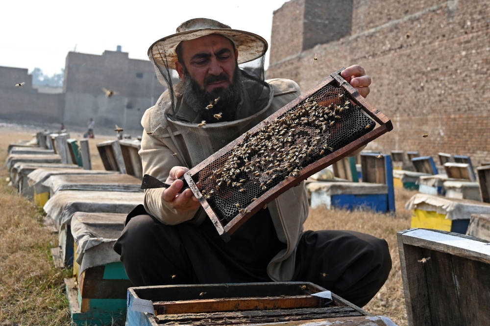 A beekeeper checks his hives at a honeybee farm at Lak Mor village in Sargodha district of Punjab province, Pakistan. — AFP pic
