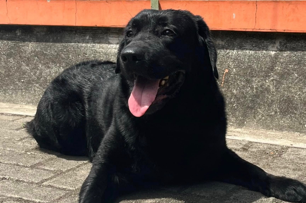 Researchers identified a gene strongly linked to obesity in pet Labradors. — Picture from Facebook/Jhonly Boral Bordonada