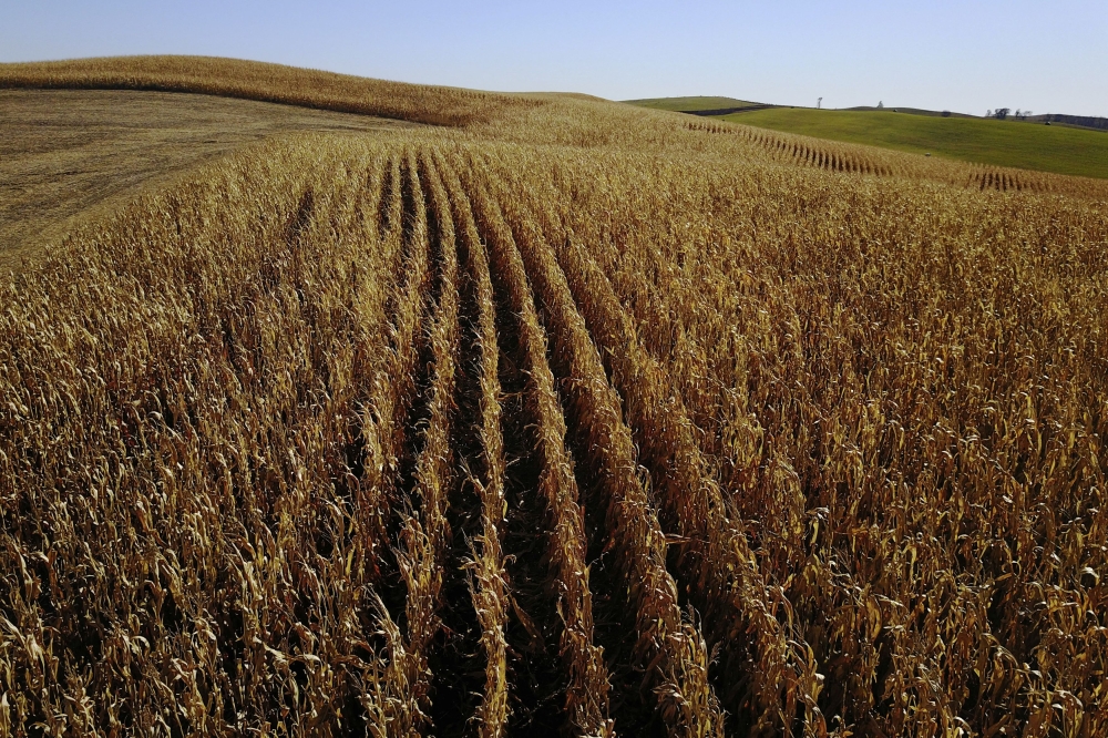 The sun lights a corn field waiting to be harvested near Akron, Iowa October 28, 2017. China’s retaliatory tariffs against US farm produce from corn to chicken are designed to hurt Donald Trump’s voter base. — Reuters pic