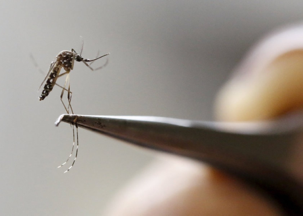 Aedes aegypti mosquito. — Reuters pic