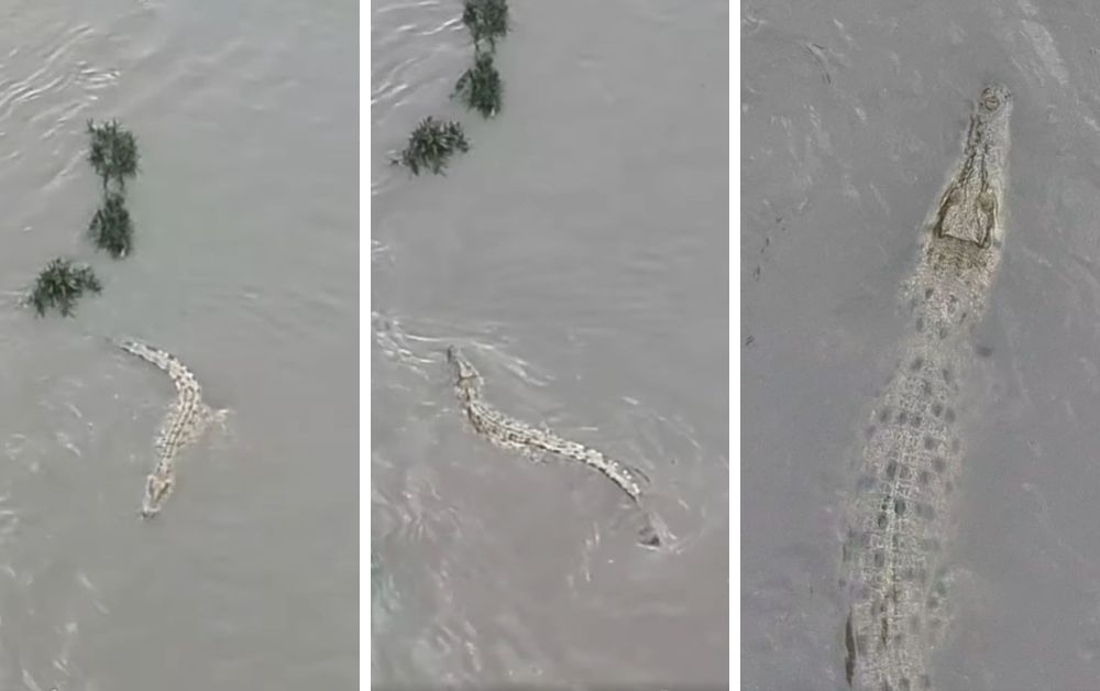 Drone surveillance by Perhilitan captured images of the crocodile about 200 metres downstream from its last known location near the Mid Valley Megamall. — Video screencaps via Facebook/Jabatan Perhilitan Semenanjung Malaysia